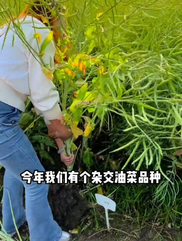 籽粒饱满,结荚密,高产含油量高,它就是新品种杂交油菜种子