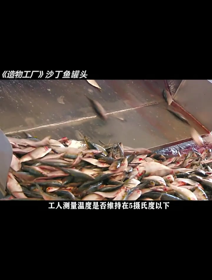 沙丁鱼罐头制造过程