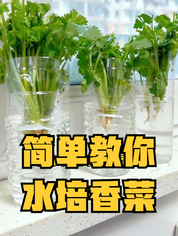 香菜爱好者的福音来了!这样在家水培香菜,真正实现香菜自由