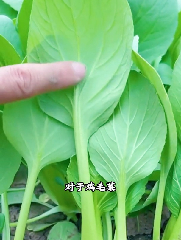 baby分享种鸡毛菜日记充满自豪,从种地开始都亲力亲为,收获满满