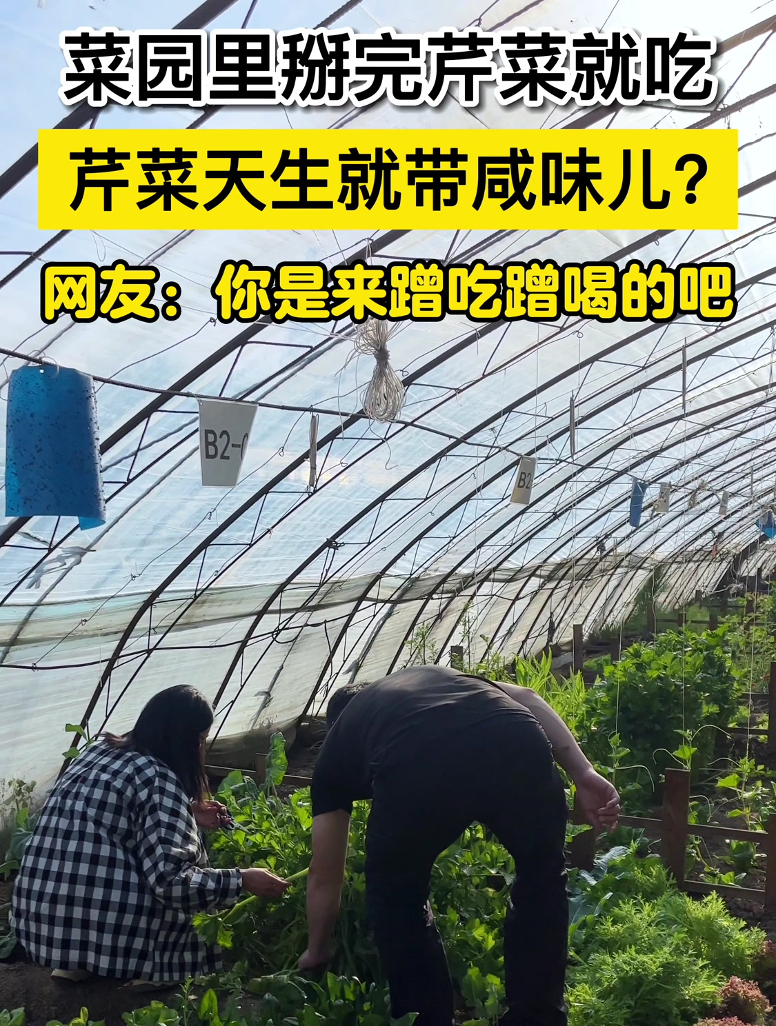 芹菜天生就带咸味