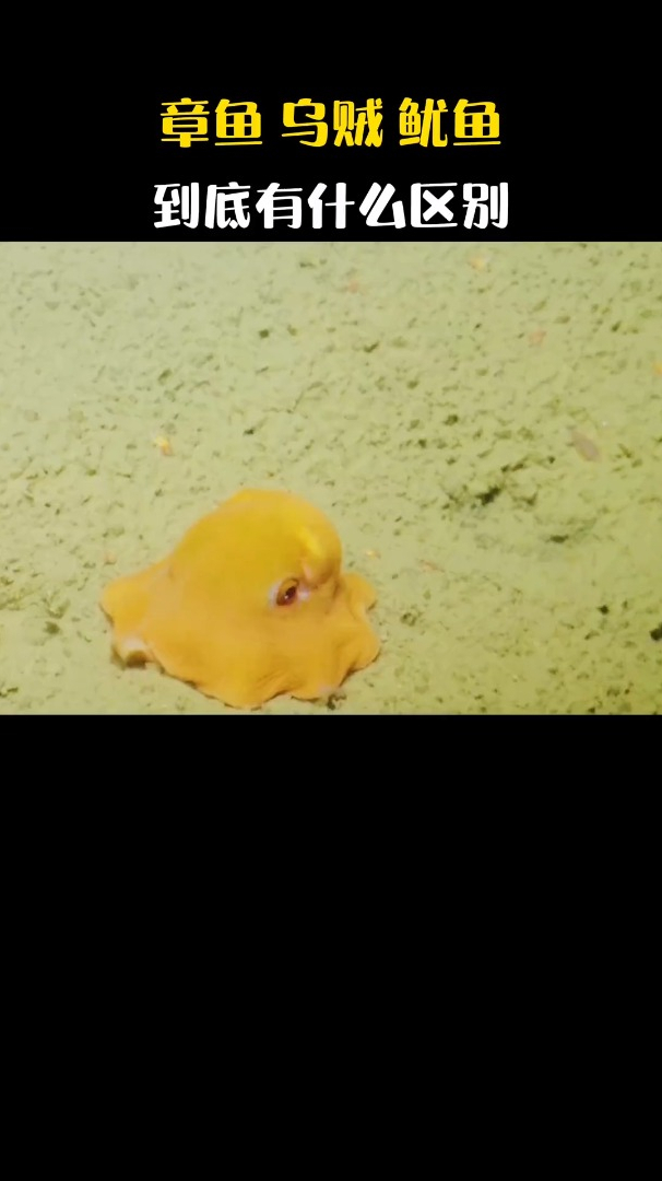 章鱼,乌贼和鱿鱼到底有什么区别?我感觉都挺好吃的