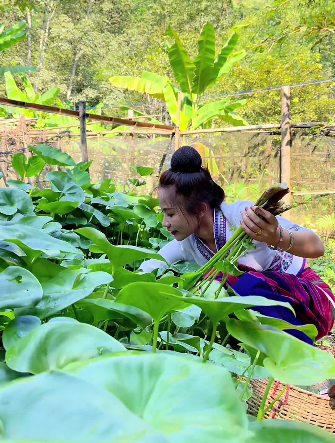 傣族乡村味道,家乡的味道,傣家水腌菜制作方法