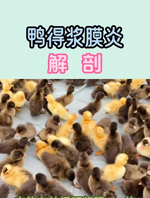 鸭子得浆膜炎解刨