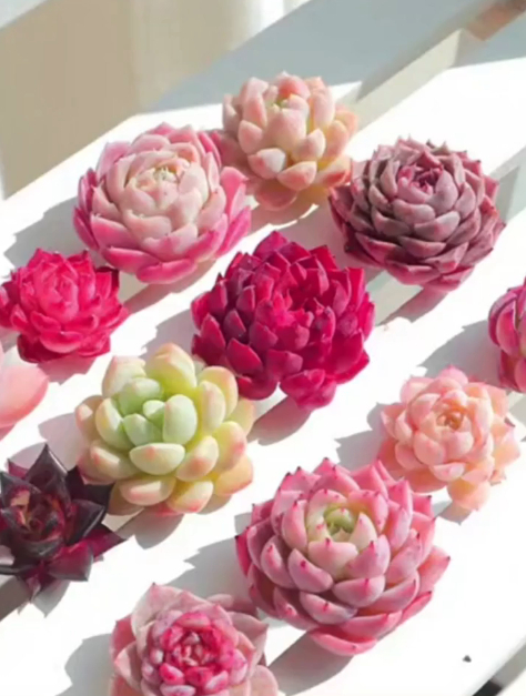 见过百种全状态多肉吗?你们都喜欢哪些品种,欢迎评论留言!