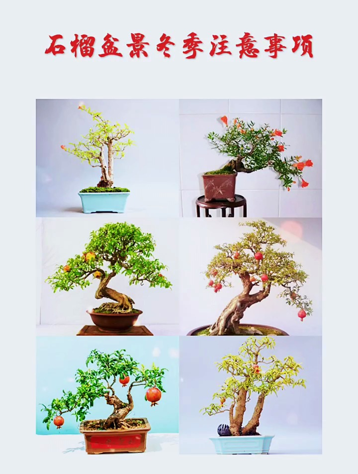 石榴盆景冬季养护注意事项!