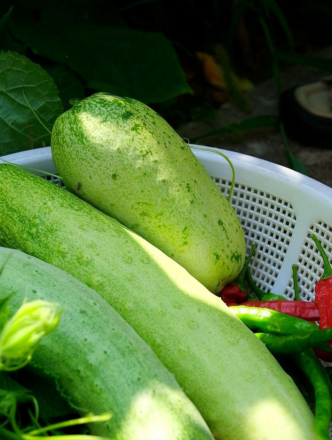 原来这也能吃,又给餐桌带来了新菜样