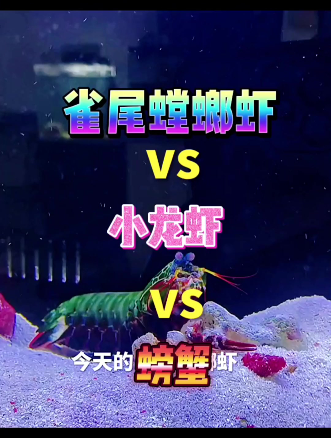 螳螂虾大战小龙虾 你觉得谁会获胜?一定要看到最后 下场老惨了