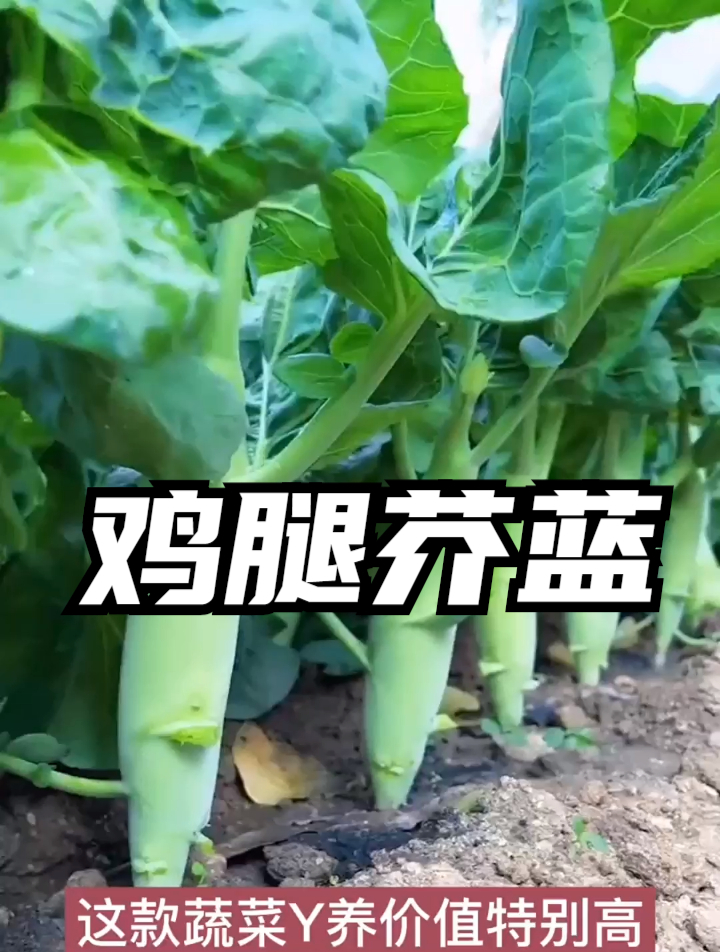 长得像“鸡腿”的蔬菜,两个月就能采收,还比普通蔬菜产量高一倍
