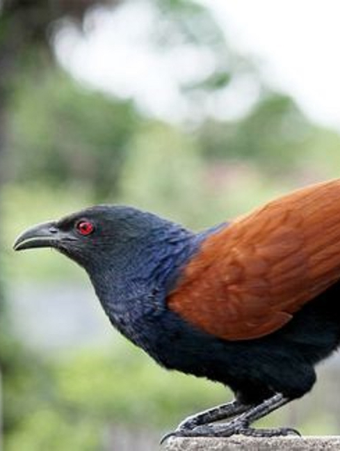 红毛鸡又叫褐翅鸦鹃,叫声相当吓人,试下你的胆量,来听听看!