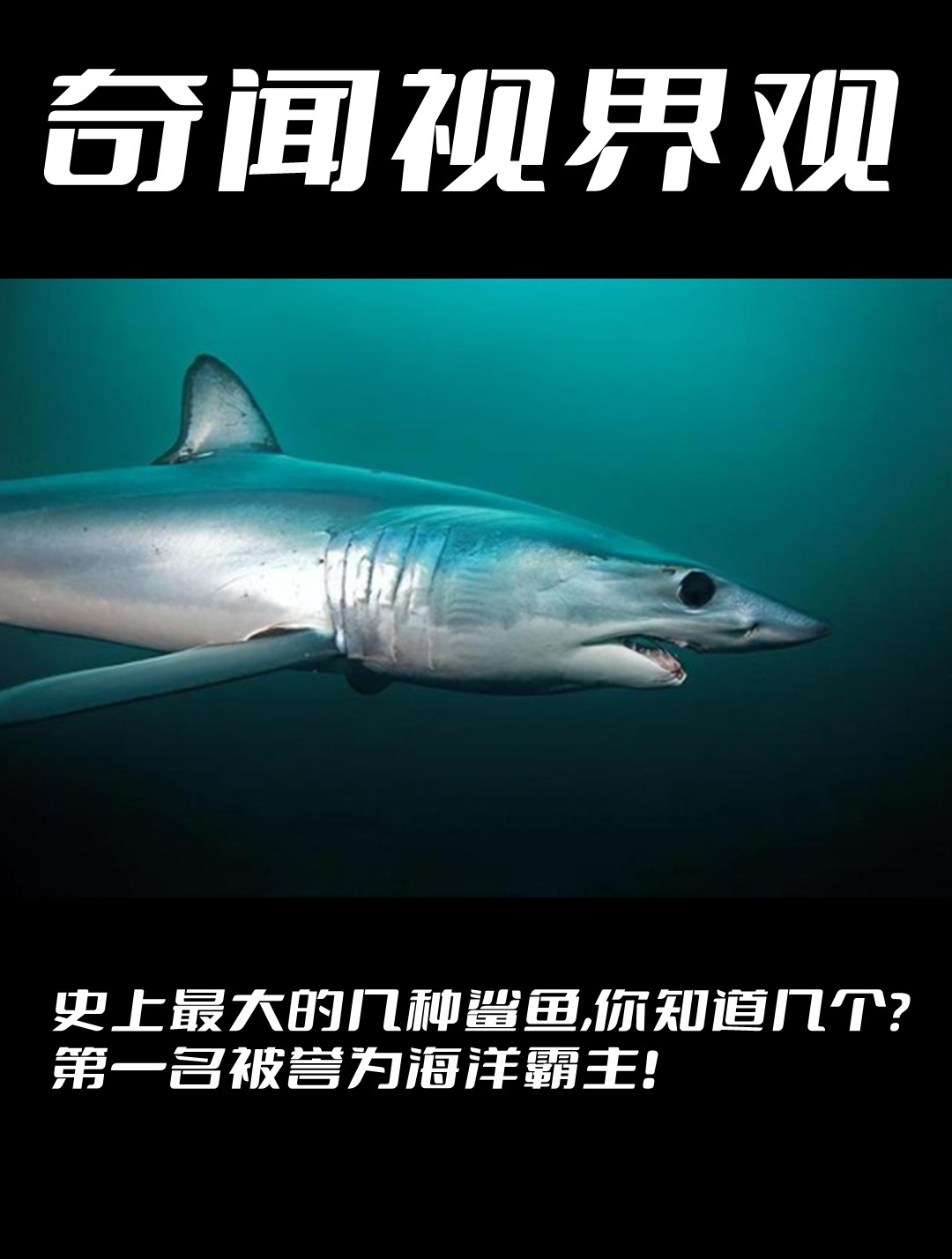 史上最大的几种鲨鱼,你知道几个?第一名被誉为海洋霸主!
