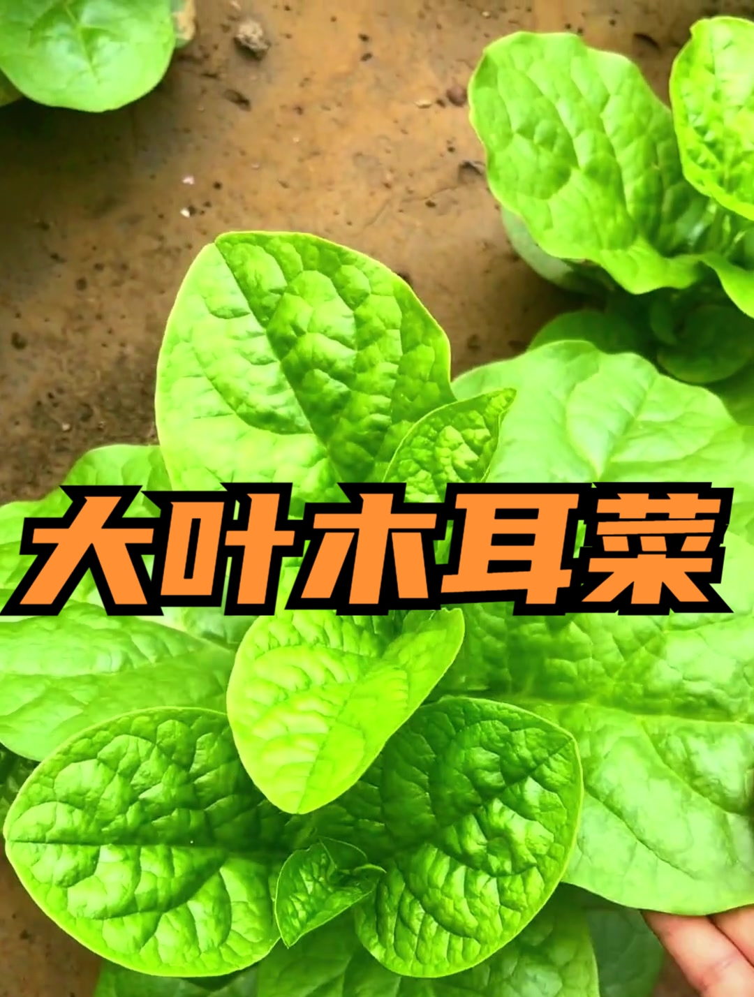 木耳菜的钙含量比菠菜还要高几倍,不含草酸更有利于身体的吸收!