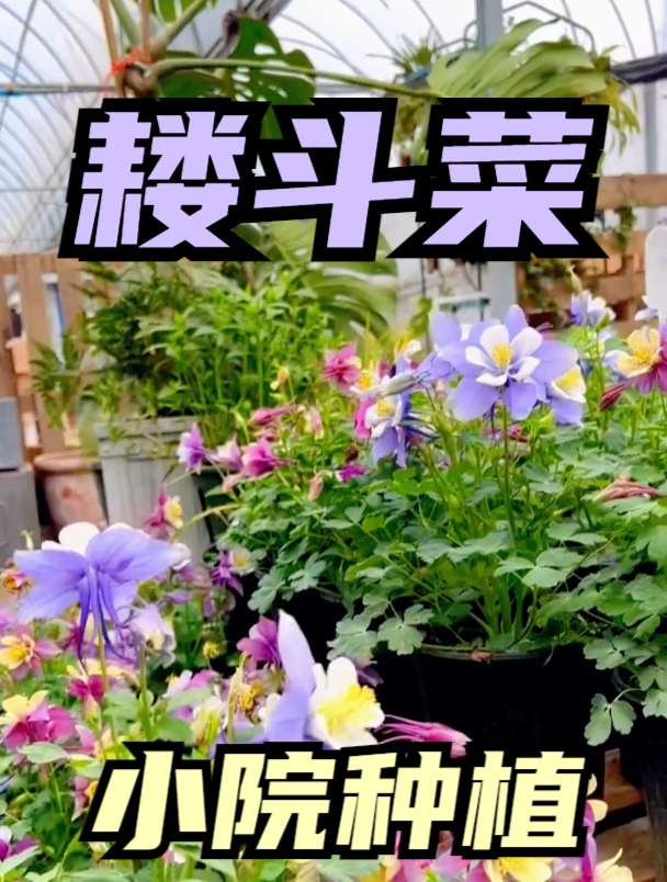 家里种植耧斗菜,做好这几点,开成“花间小院”!