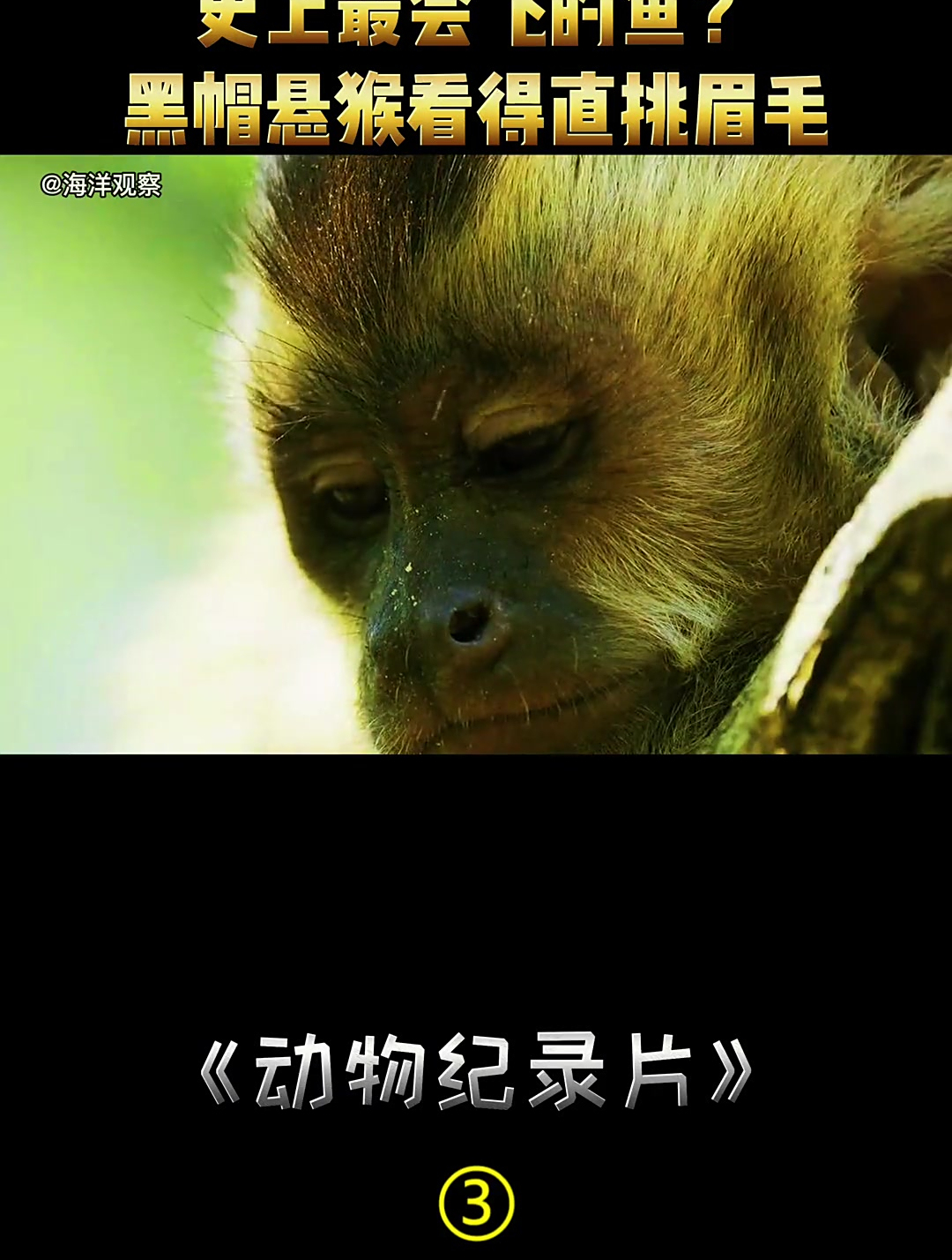 史上最会飞的鱼 希氏石脂鲤