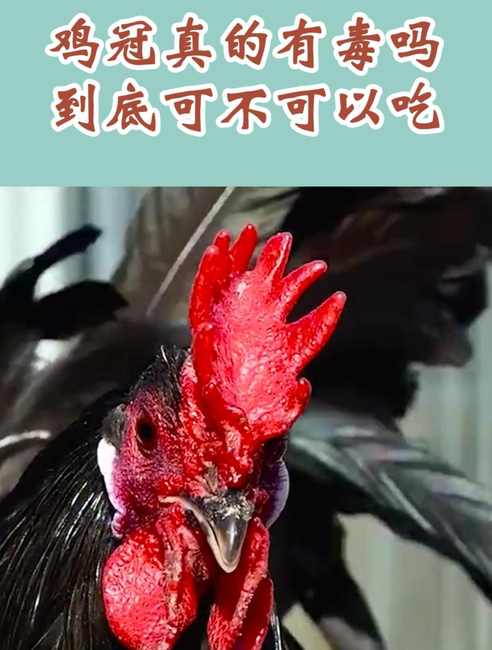鸡冠真的有毒吗,到底可不可以吃?