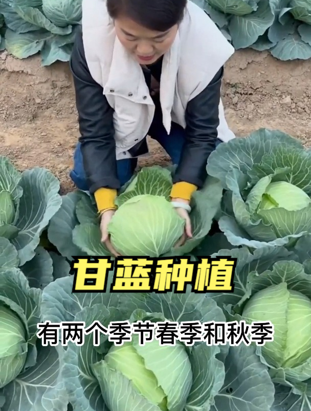 甘蓝适合3、4月份种植,幼苗时期耐低温,种植一个多月就能收获