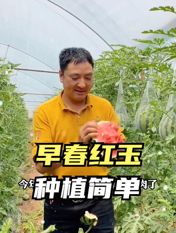 子女不管多大都是孩子!只因我一句想吃“红玉西瓜”,老汉就种了