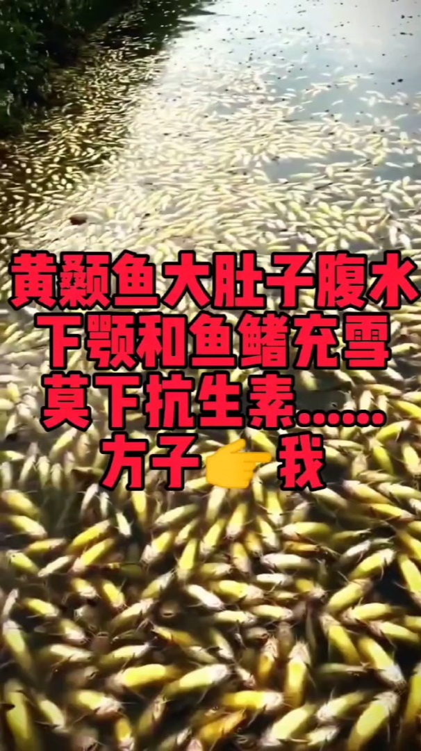 黄颡鱼有大肚子腹水和下颚充血有办法
