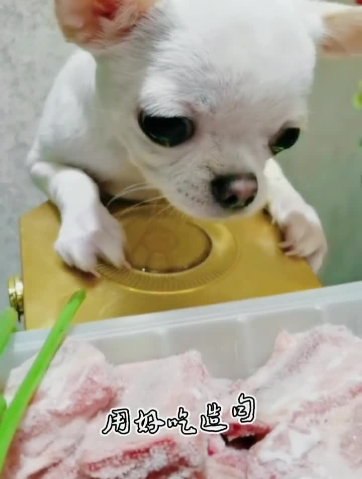 好吃吗?造个句子呗~搞笑傻狗的日常吃货