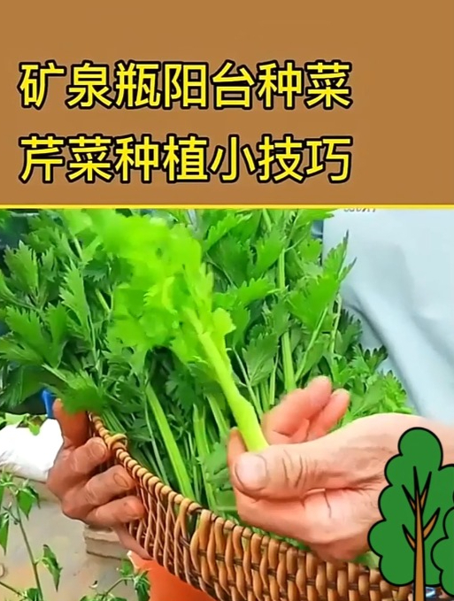 矿泉水瓶阳台种菜,芹菜种植小技巧