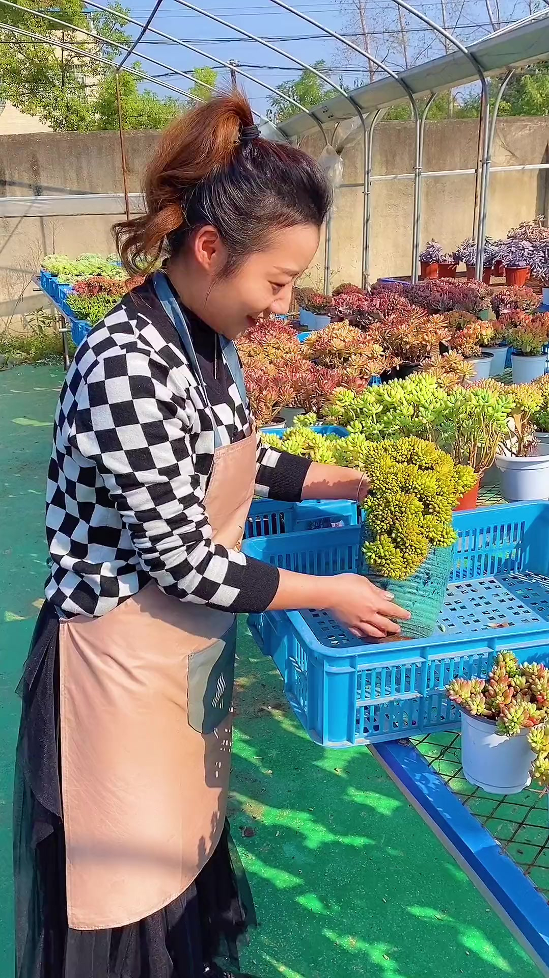 今天99教你种一盆非常特别的悬崖桩,专治手残党,让你30秒就学会