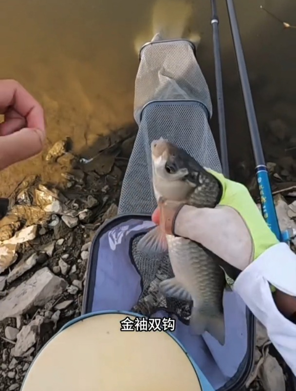 钓鲫鱼用金袖好还是用普通钩好?哪个更符合鲫鱼嘴型?