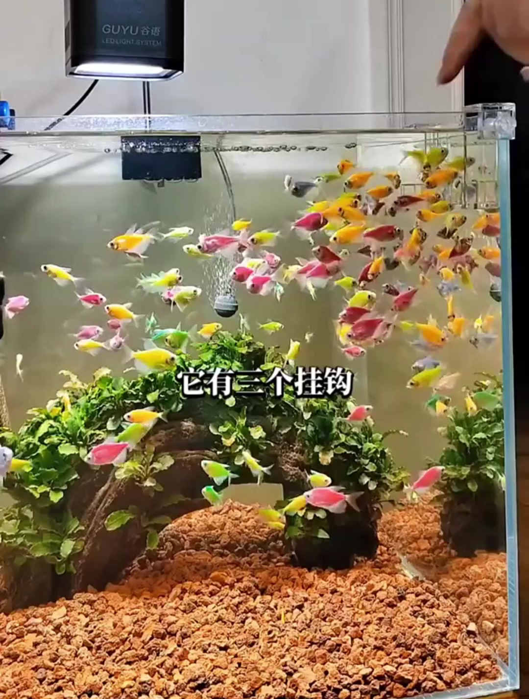 这么小的鱼缸,难道不会把鱼养死吗,可真是搞不懂
