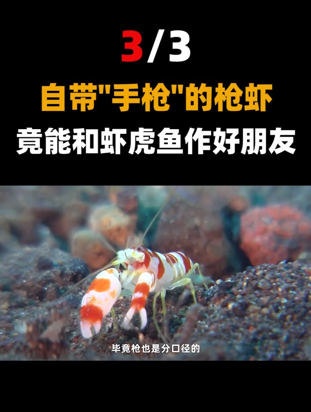 天生自带“枪支”,曾经影响二战的动物,一枪可以打出4700度高温