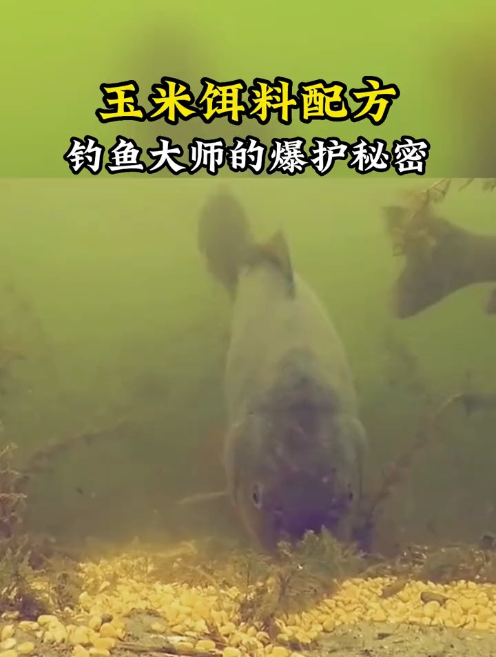 玉米饵料的自制配方,以后再也不要直接挂鲜玉米了