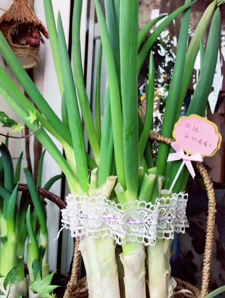 萝卜白菜各有所爱,我就喜欢种花种菜