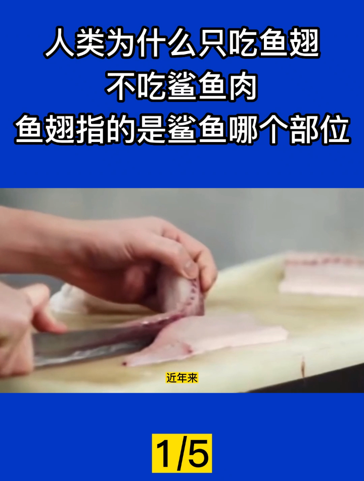 人类为什么只吃鱼翅,不吃鲨鱼肉?鱼翅指的是鲨鱼哪个部位?1