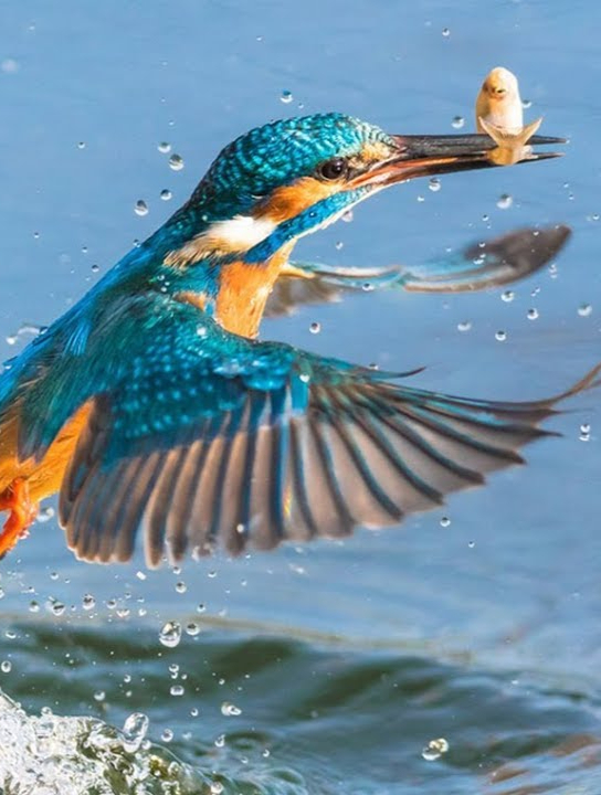 慢镜头下翠鸟一头扎进水中,直接咬住愣神的鱼,出水后却直摇头