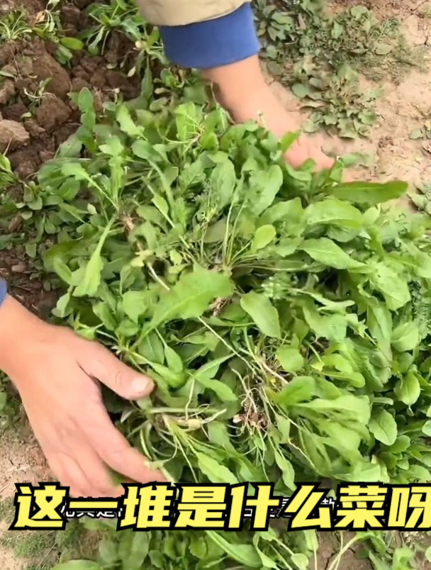 韭菜靠边站,它才是“春菜之王”!随手弄个饺子馅,都鲜美无比