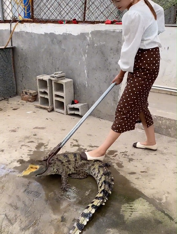 鳄鱼养殖场商品鳄小鳄鱼鳄鱼苗鳄鱼活体