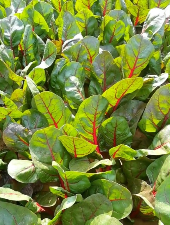 红菜苔还是湖北人做得最好吃?脆嫩好吃不发苦,营养美味又下饭