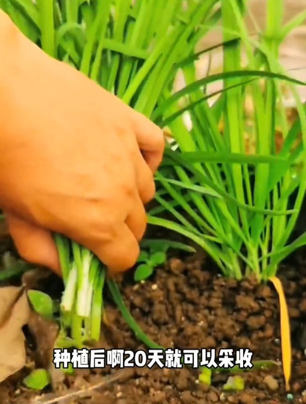 韭菜栽培,选种和移栽,这两步一定要科学