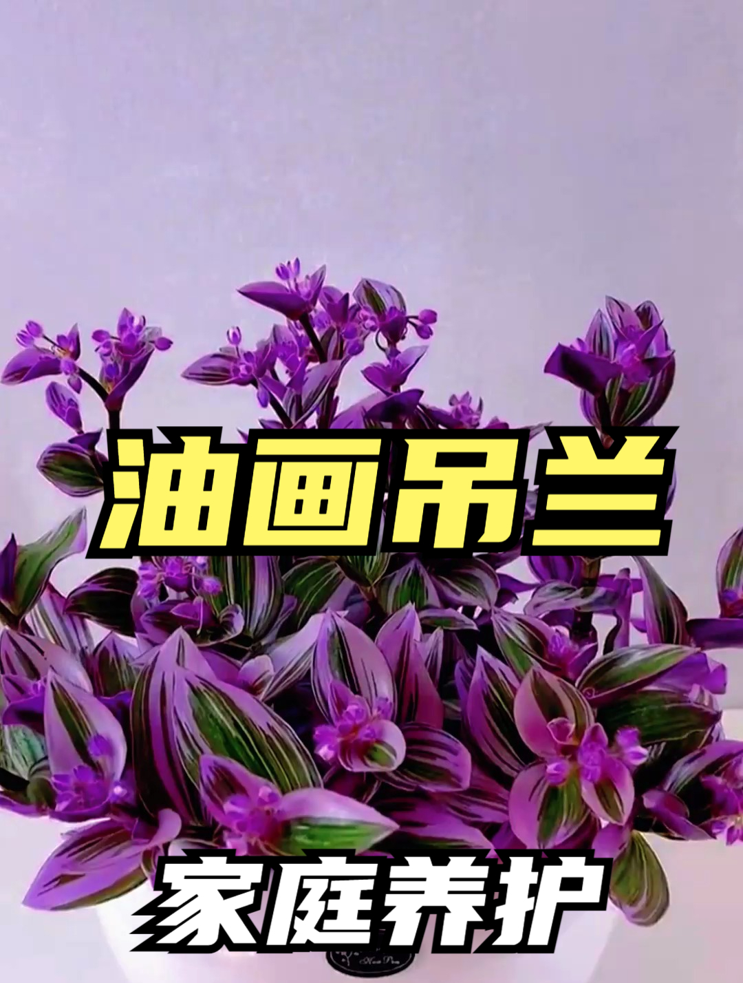 在家养盆油画婚礼吊兰,叶比花还美,寓意好运连连幸福美满!