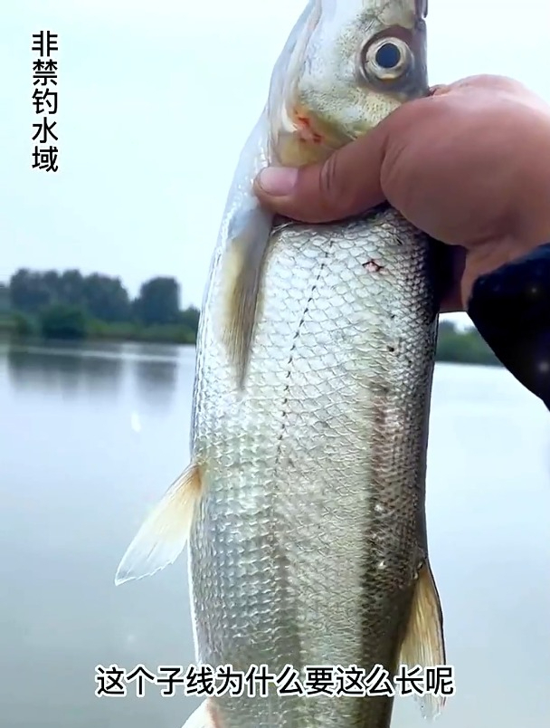 要想翘嘴钓得多,除了饵料要用好,鱼钩和鱼线的搭配更是关键!