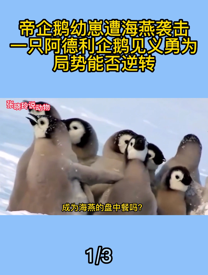 帝企鹅幼崽遭海燕袭击,一只阿德利企鹅见义勇为,局势能否逆转1