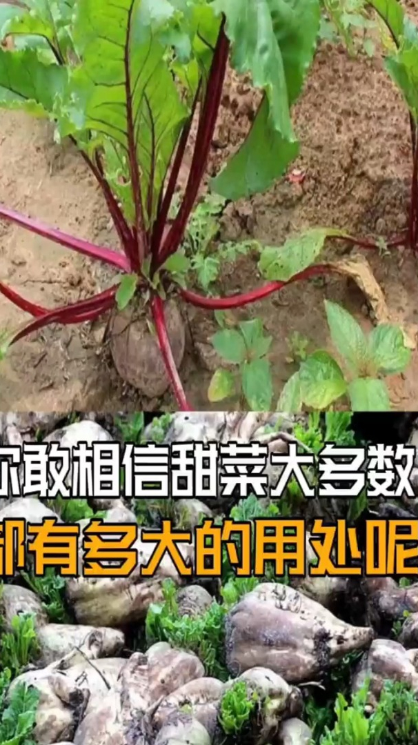 除了甘蔗,甜菜也可以做白糖