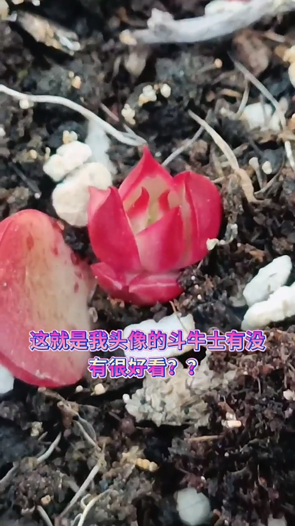 多肉植物 多肉 多肉植物一物一拍