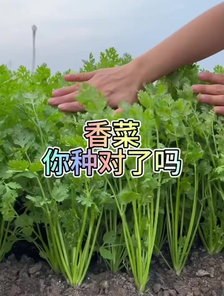 想要香菜出芽快、长得齐,种子泡壳少不了,但要把握力度