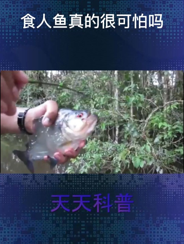 疯狂的食人鱼真的很可怕吗?