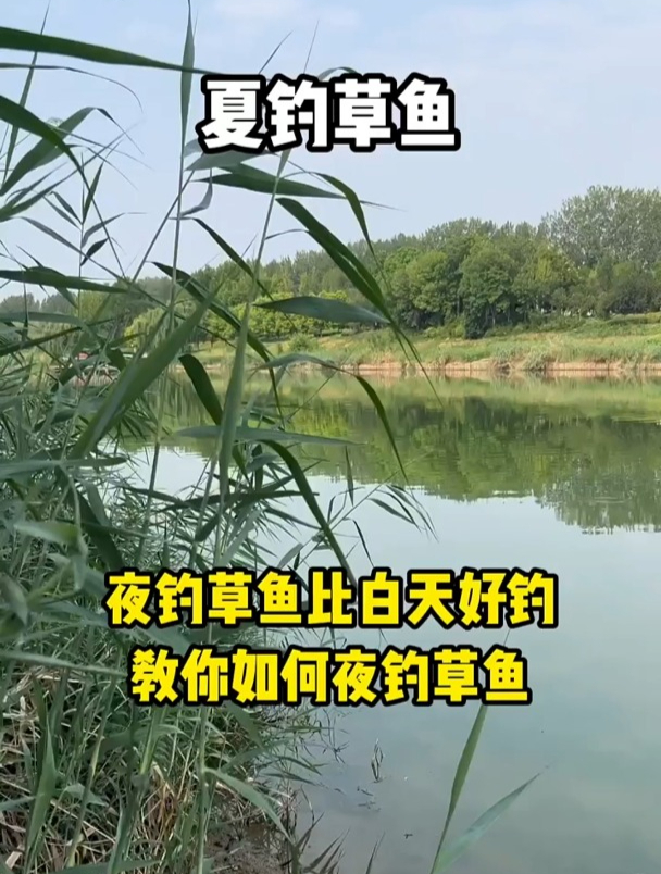 都说夜钓草鱼比白天好钓,究竟鱼层怎么找?鱼窝怎么做?