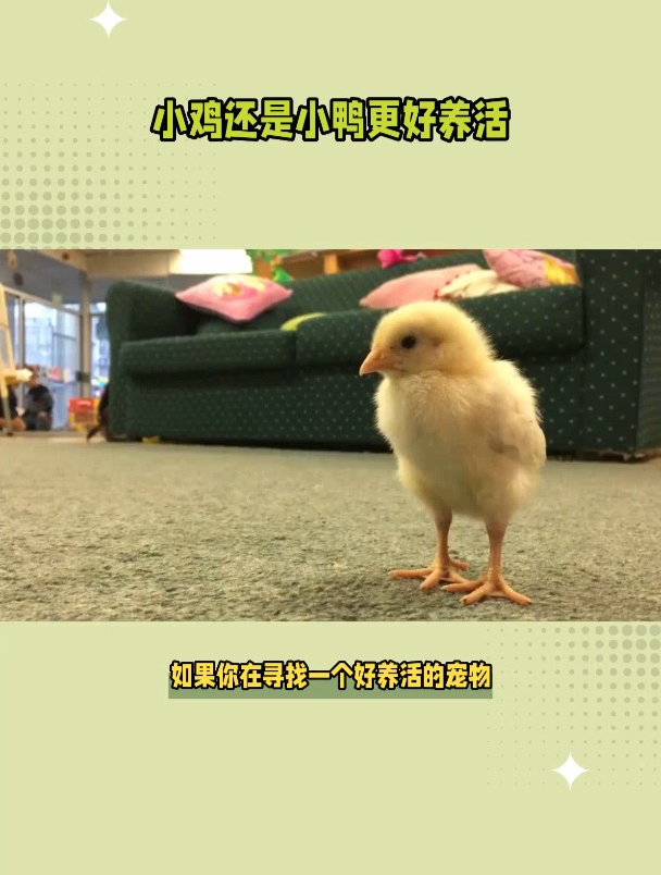 到底是小鸡还是小鸭更好养活?答案在这里,你猜对了吗?