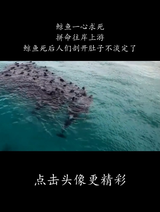 鲸鱼一心求死,拼命往岸上游,鲸鱼死后人们剖开肚子不淡定了