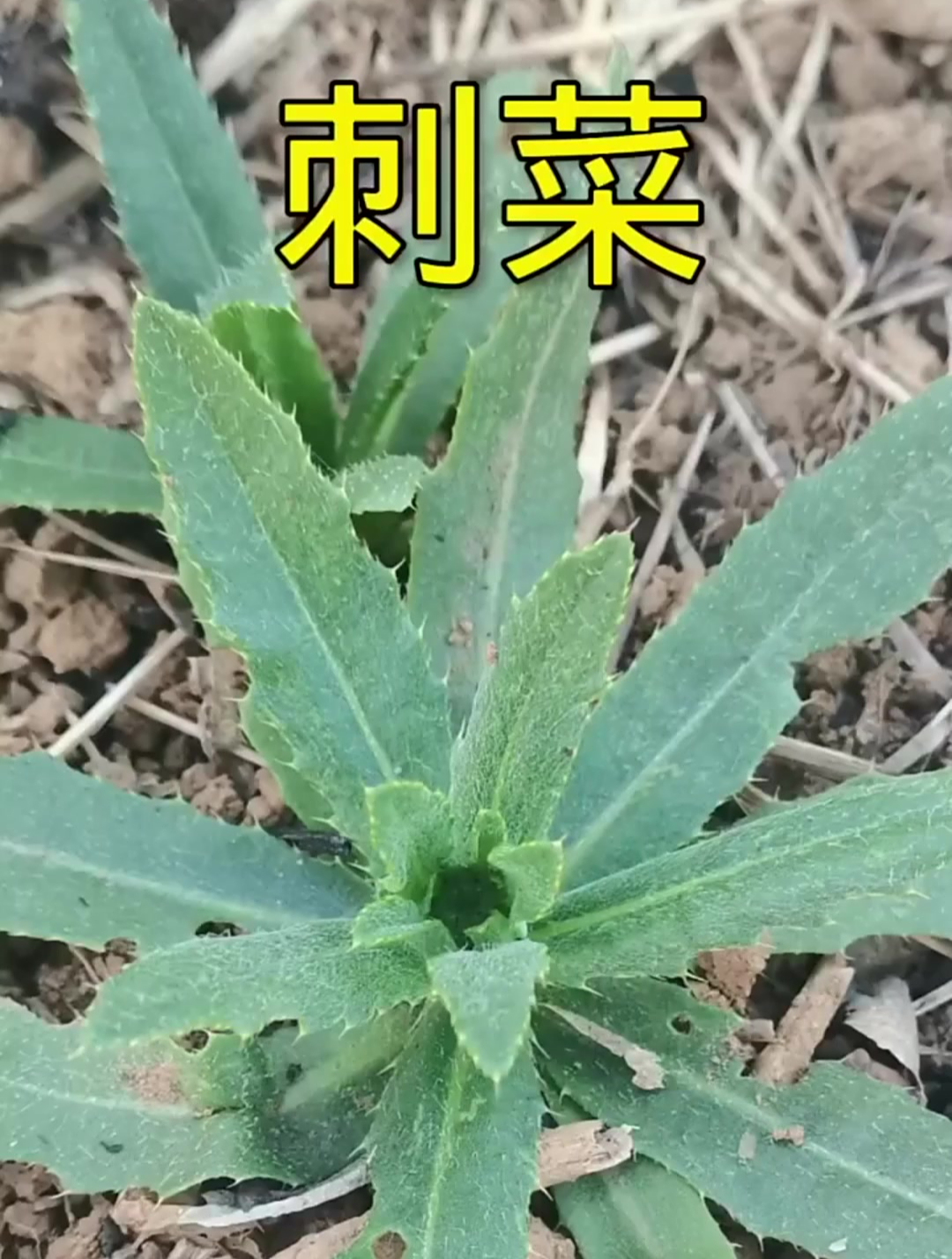 刺菜学名小蓟原生态的绿色食品你的家乡有这种植物吗?你们吃过吗