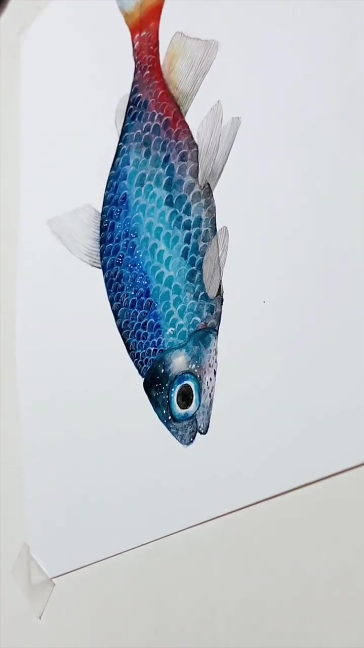 我的水彩绘画之蓝色的鱼