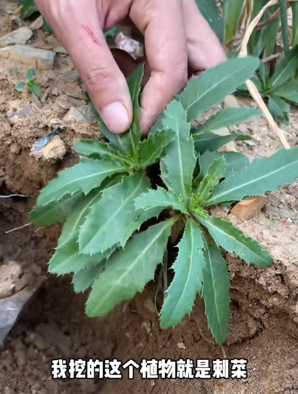 小蓟又叫刺儿菜,是一种极为优质的野菜,为多年生草本植物