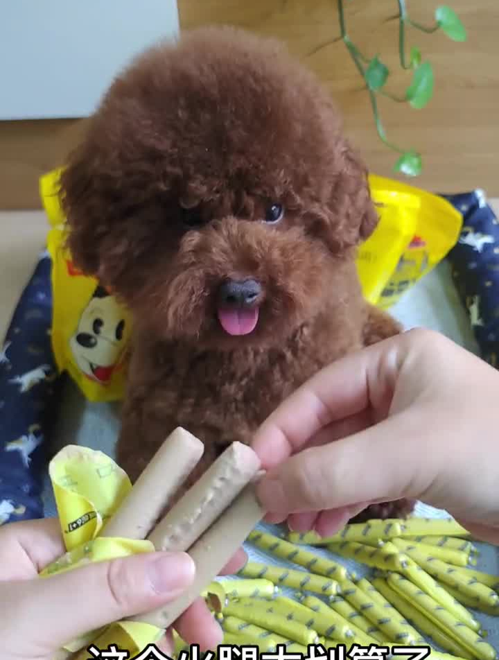 佩妮家的火腿肠,一包60根,牛肉味和鸡肉味可选